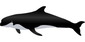 Killer whale PNG-71297